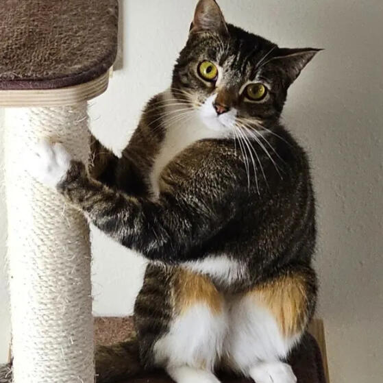 bella - skinny skittish