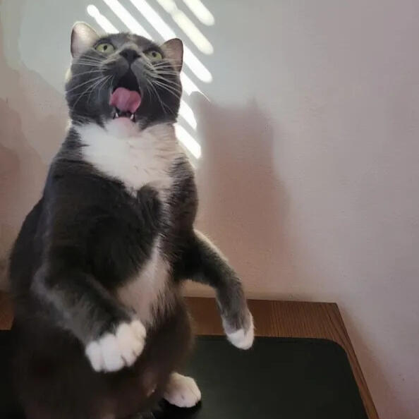 mona - chubby grumpy